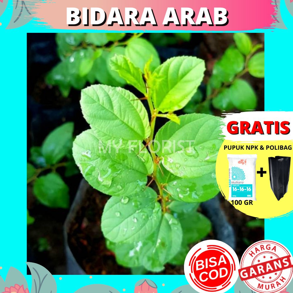 Detail Gambar Pohon Bidara Arab Asli Nomer 33