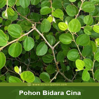 Detail Gambar Pohon Bidara Cina Nomer 37