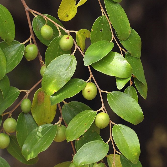 Detail Gambar Pohon Bidara Gambar Pohon Bidara Dalam Alquran Nomer 17