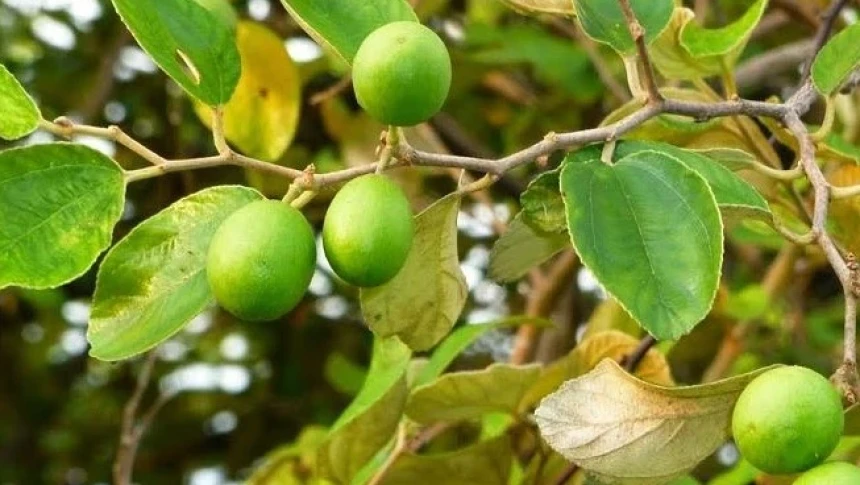 Detail Gambar Pohon Bidara Gambar Pohon Bidara Dalam Alquran Nomer 48