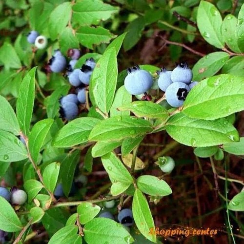 Download Gambar Pohon Blueberry Nomer 12