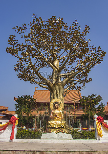 Detail Gambar Pohon Bodhi Nomer 28