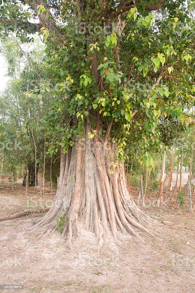 Detail Gambar Pohon Bodhi Nomer 9