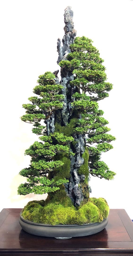 Detail Gambar Pohon Bonsai Nomer 18