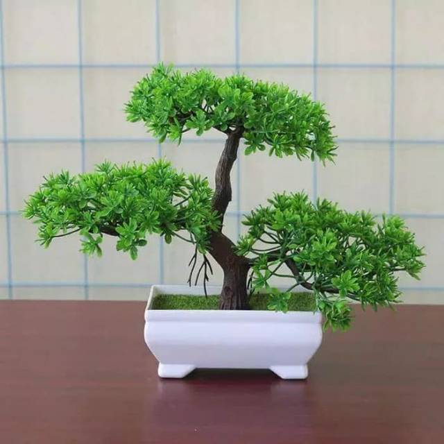 Detail Gambar Pohon Bonsai Nomer 27