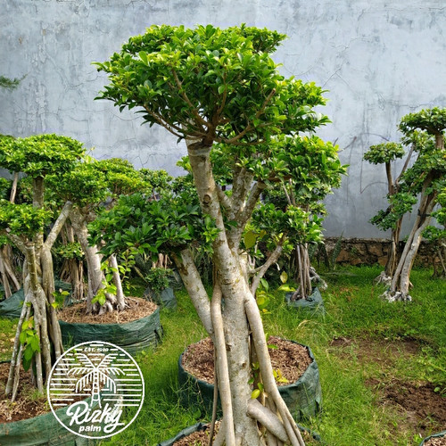 Detail Gambar Pohon Bonsai Nomer 46