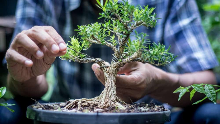 Detail Gambar Pohon Bonsai Nomer 50