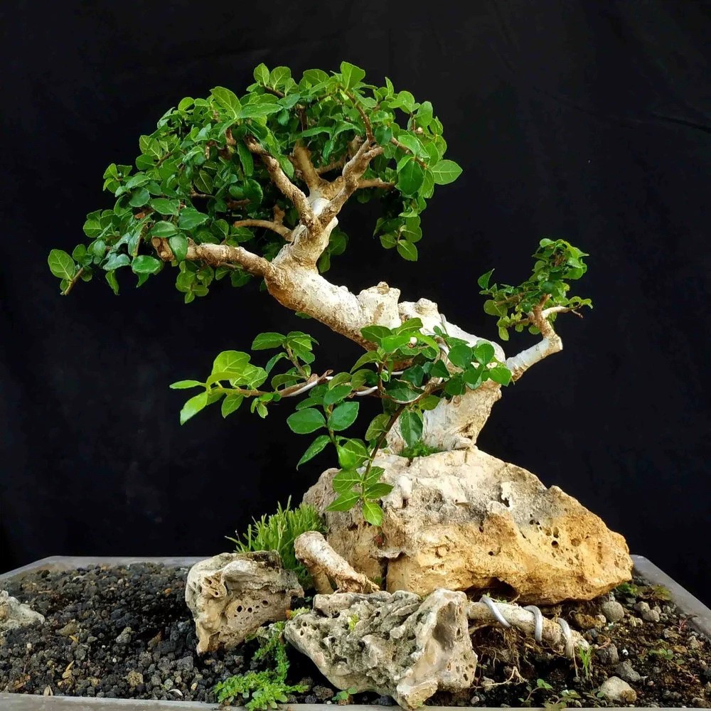 Detail Gambar Pohon Bonsai Nomer 53