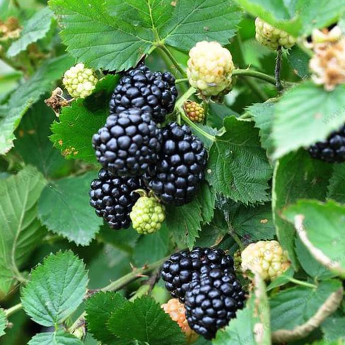 Gambar Pohon Buah Blackberry - KibrisPDR