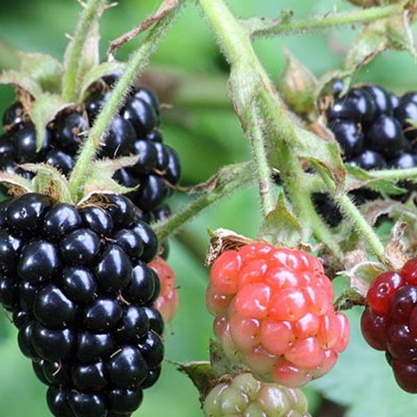 Detail Gambar Pohon Buah Blackberry Nomer 15