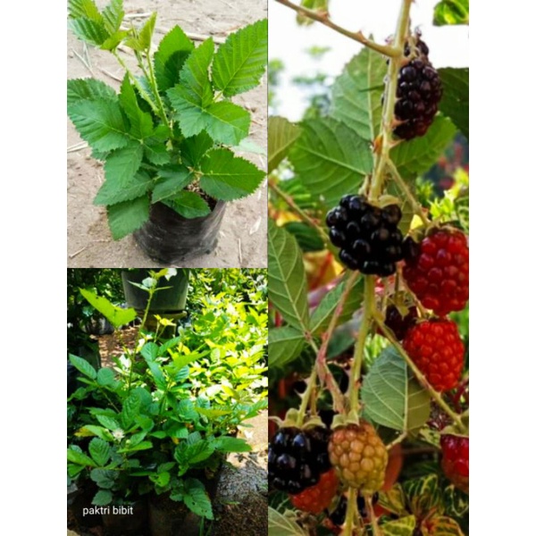 Detail Gambar Pohon Buah Blackberry Nomer 23