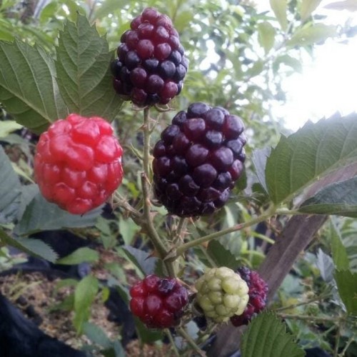 Detail Gambar Pohon Buah Blackberry Nomer 28