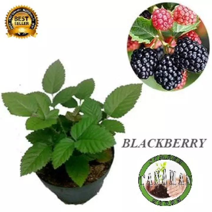 Detail Gambar Pohon Buah Blackberry Nomer 29