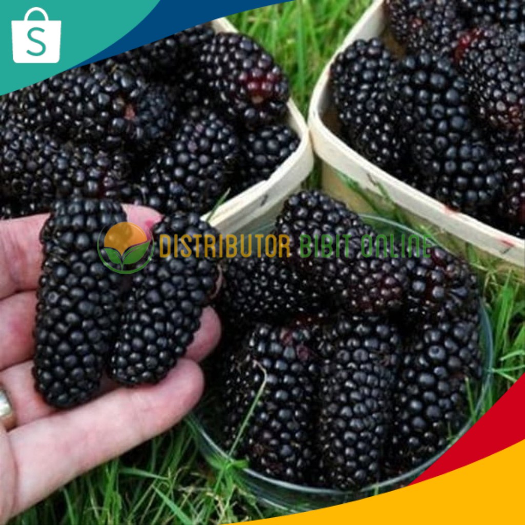 Detail Gambar Pohon Buah Blackberry Nomer 30