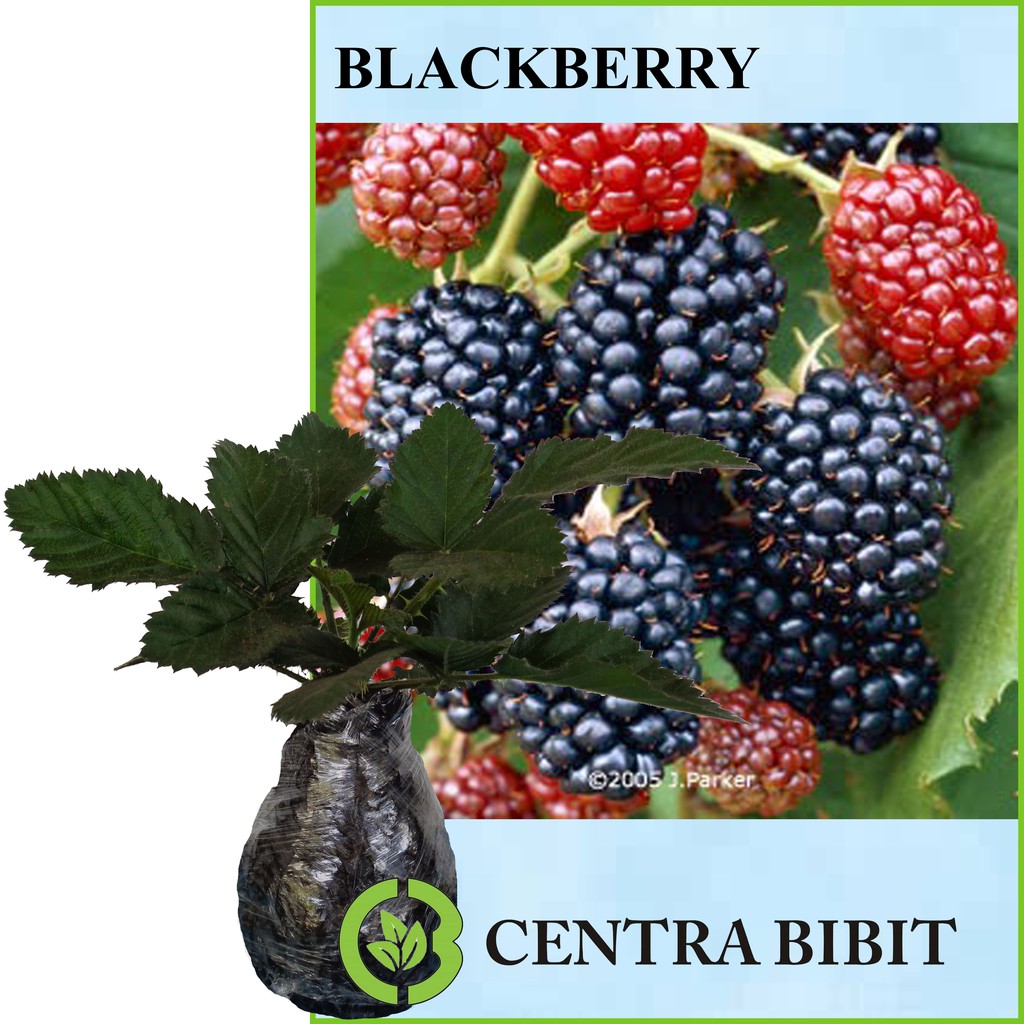 Detail Gambar Pohon Buah Blackberry Nomer 34