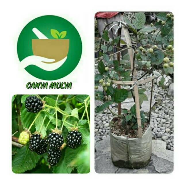 Detail Gambar Pohon Buah Blackberry Nomer 39