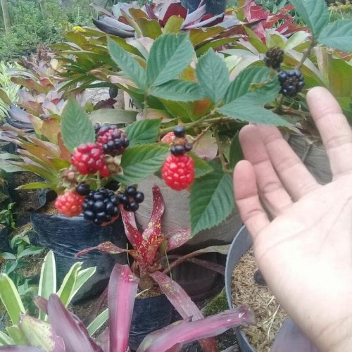 Detail Gambar Pohon Buah Blackberry Nomer 40