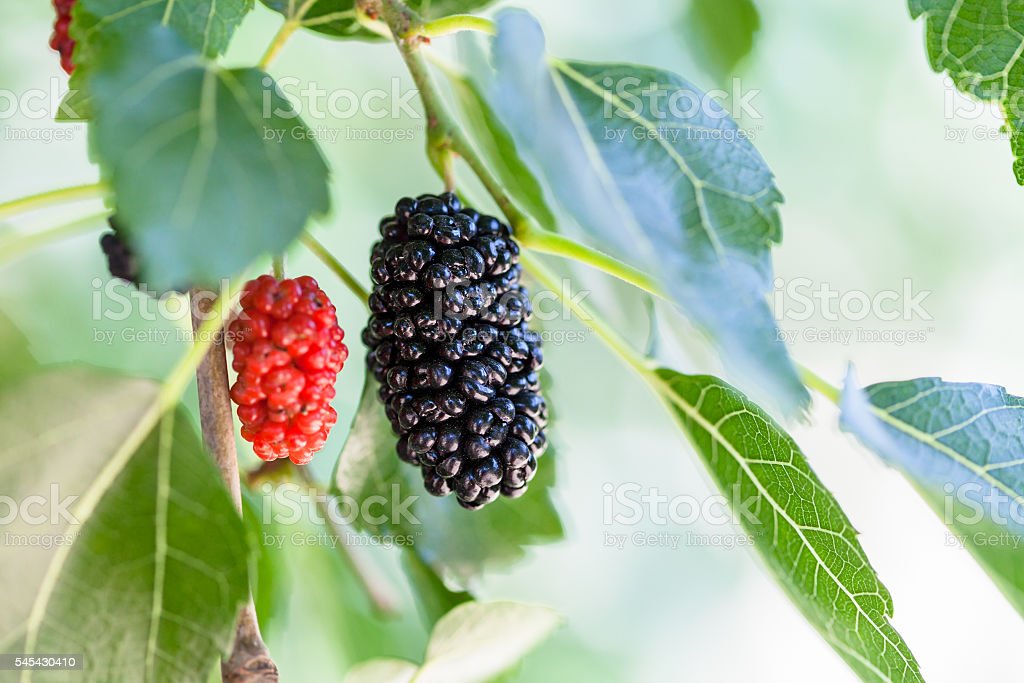 Detail Gambar Pohon Buah Blackberry Nomer 45