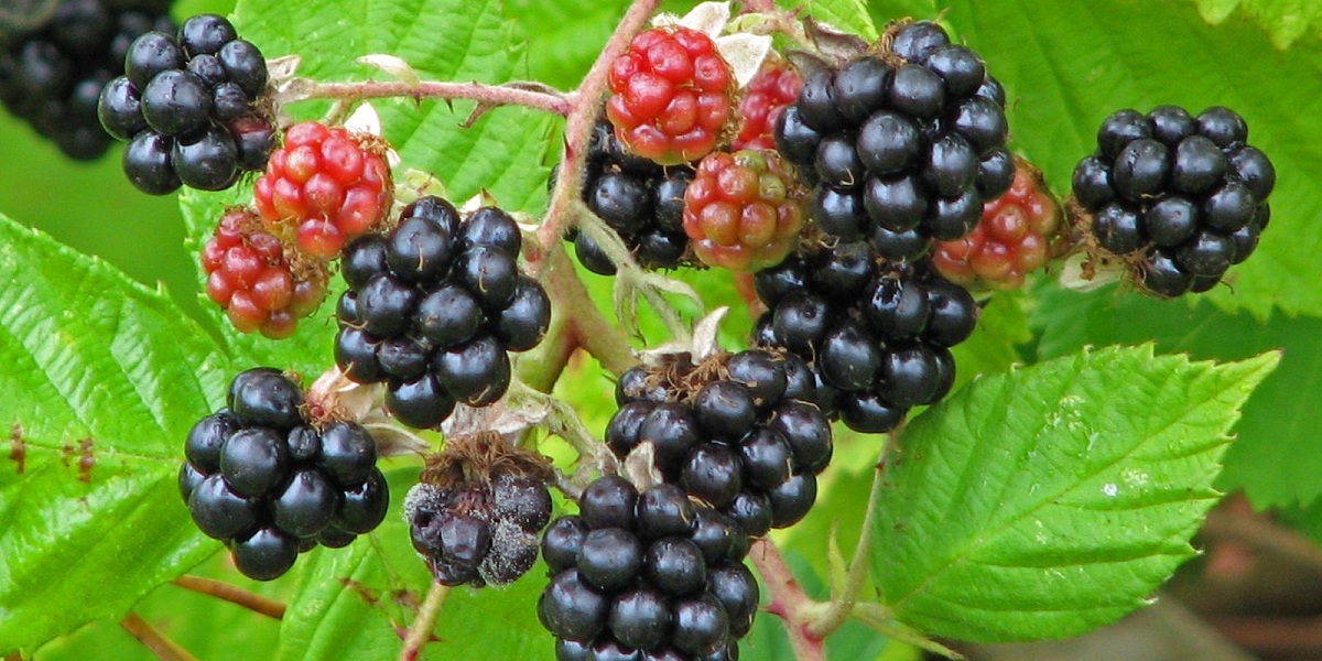 Detail Gambar Pohon Buah Blackberry Nomer 5