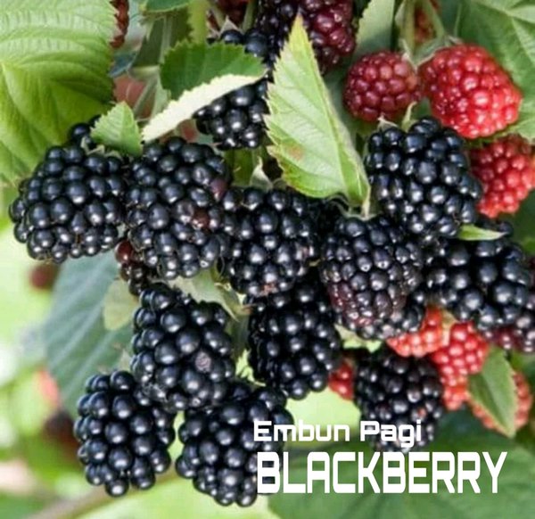 Detail Gambar Pohon Buah Blackberry Nomer 48