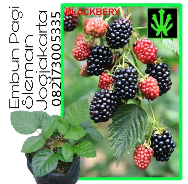 Detail Gambar Pohon Buah Blackberry Nomer 49