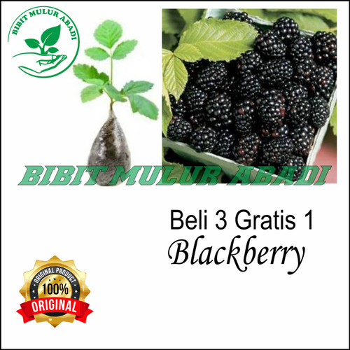 Detail Gambar Pohon Buah Blackberry Nomer 50