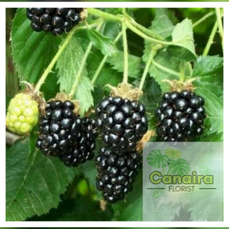 Detail Gambar Pohon Buah Blackberry Nomer 6