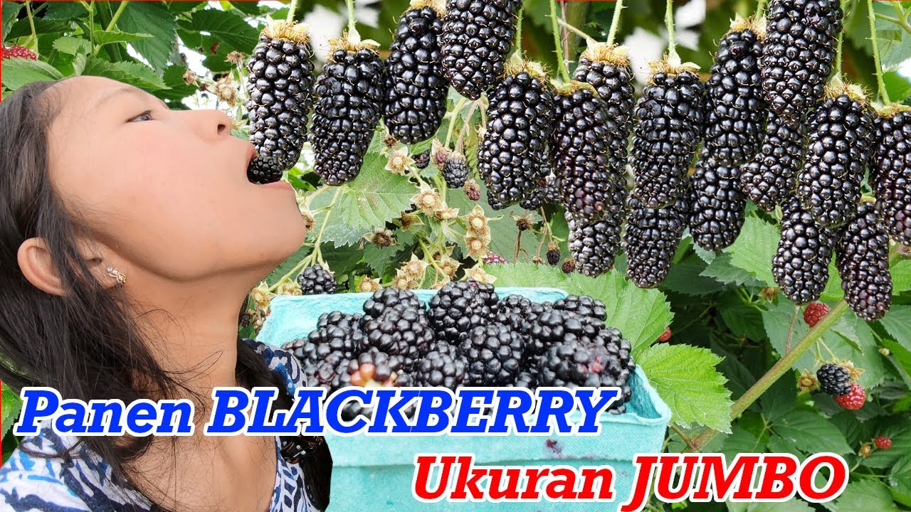 Detail Gambar Pohon Buah Blackberry Nomer 9