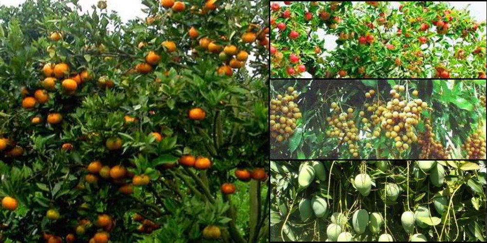 Gambar Pohon Buah Buahan - KibrisPDR