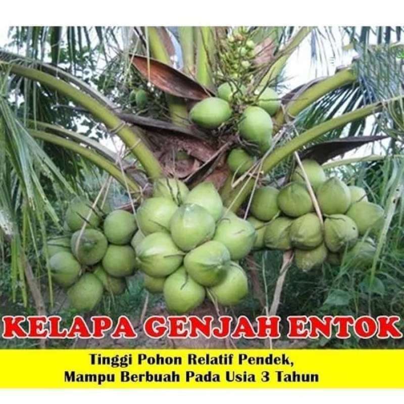 Detail Gambar Pohon Buah Buahan Nomer 24