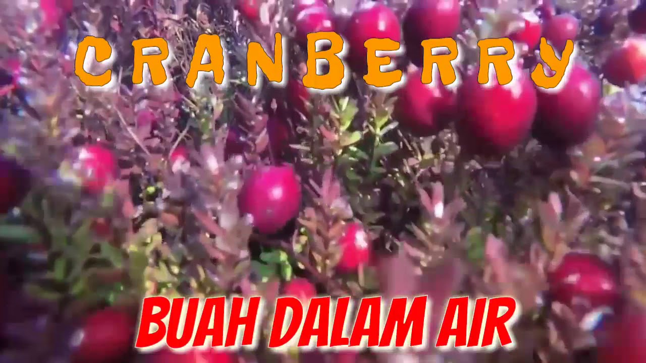 Detail Gambar Pohon Buah Cranberry Nomer 15