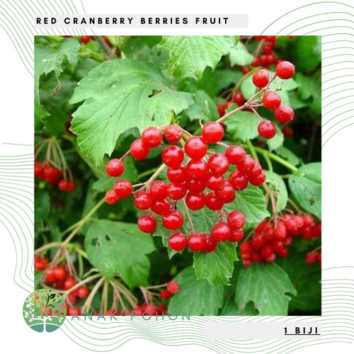 Detail Gambar Pohon Buah Cranberry Nomer 26