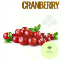 Detail Gambar Pohon Buah Cranberry Nomer 53