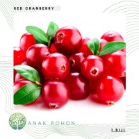 Detail Gambar Pohon Buah Cranberry Nomer 55