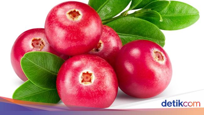 Download Gambar Pohon Buah Cranberry Nomer 8