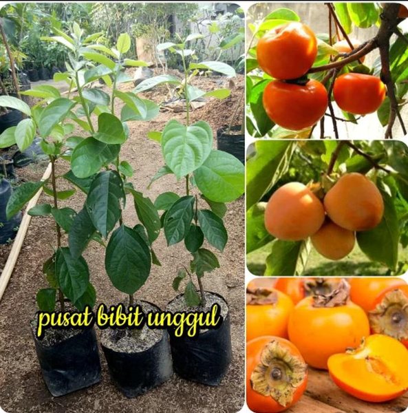 Detail Gambar Pohon Buah Kesemek Nomer 15