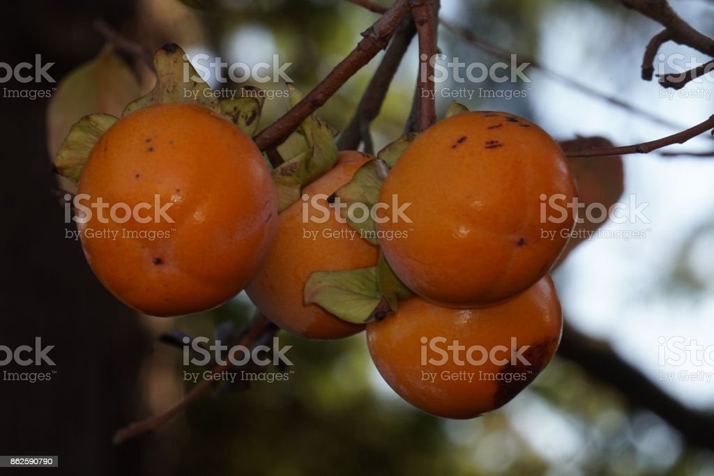 Detail Gambar Pohon Buah Kesemek Nomer 41