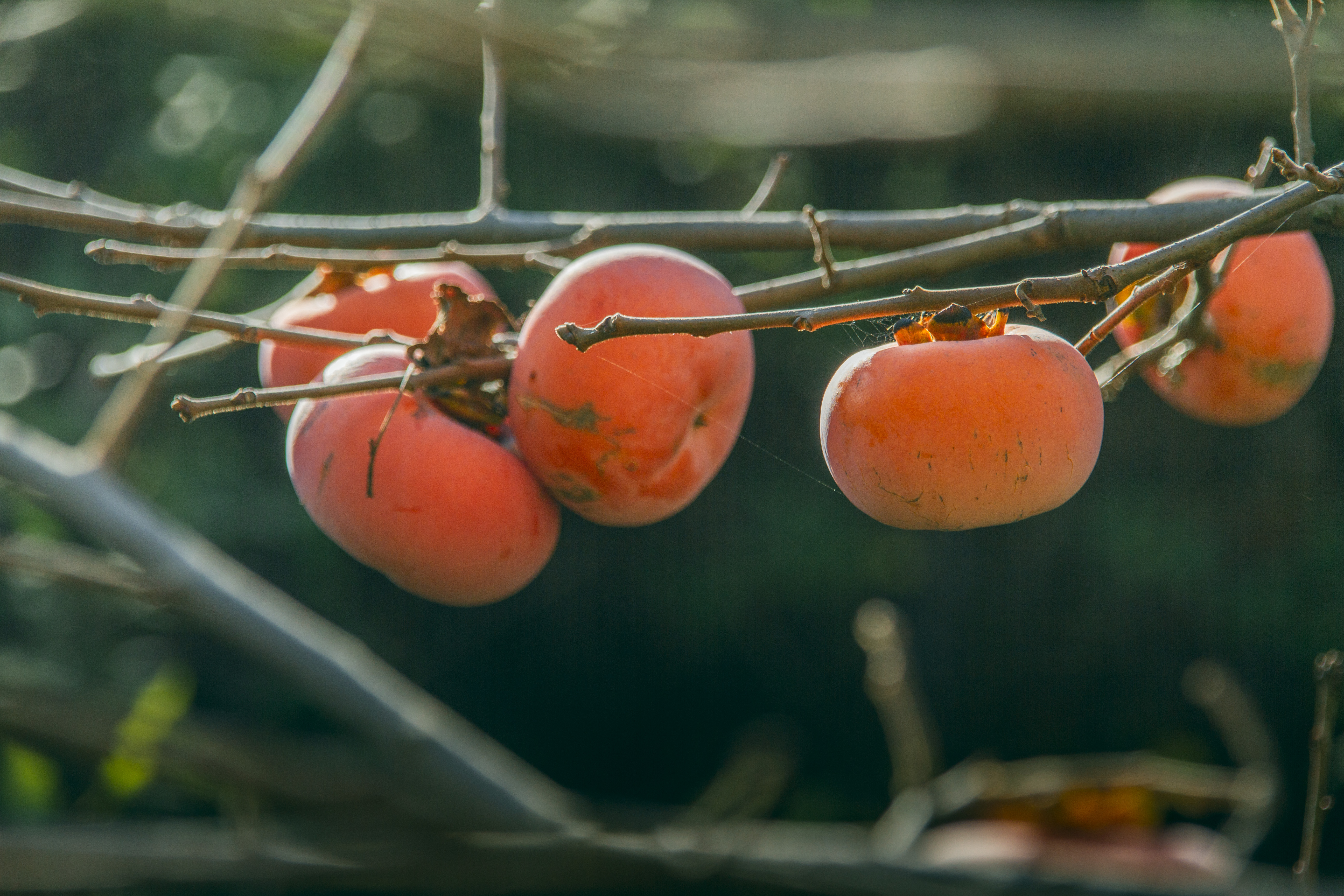 Detail Gambar Pohon Buah Kesemek Nomer 55