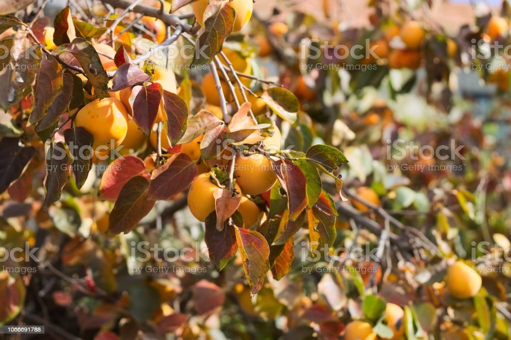 Detail Gambar Pohon Buah Kesemek Nomer 56