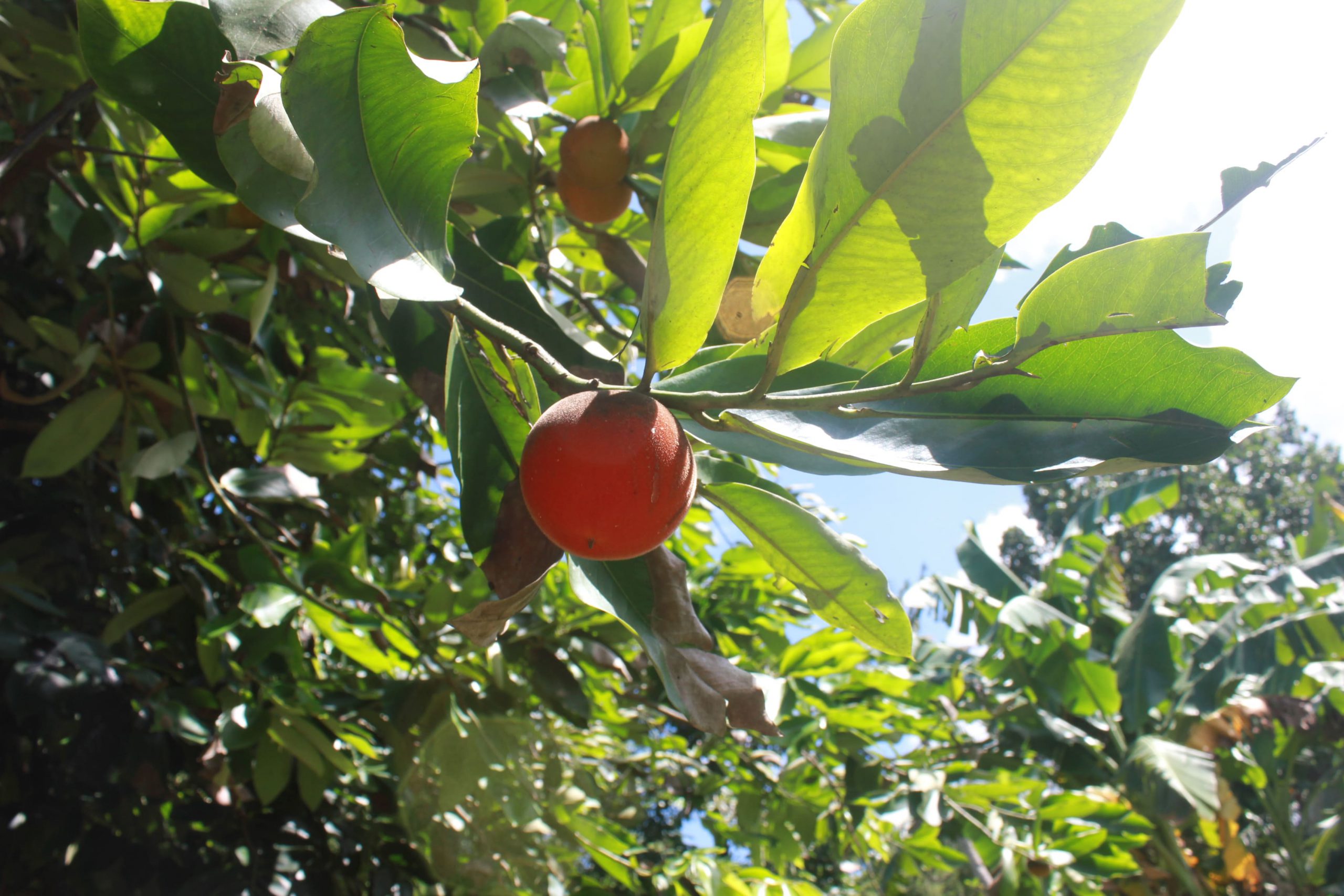 Detail Gambar Pohon Buah Merah Nomer 20