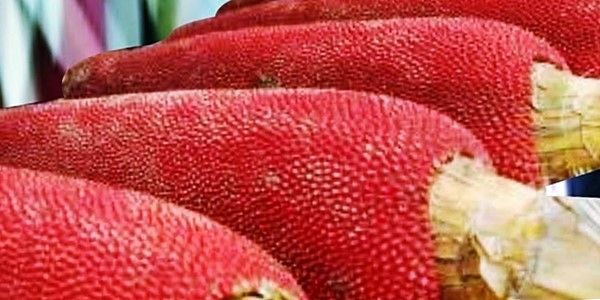 Detail Gambar Pohon Buah Merah Nomer 25