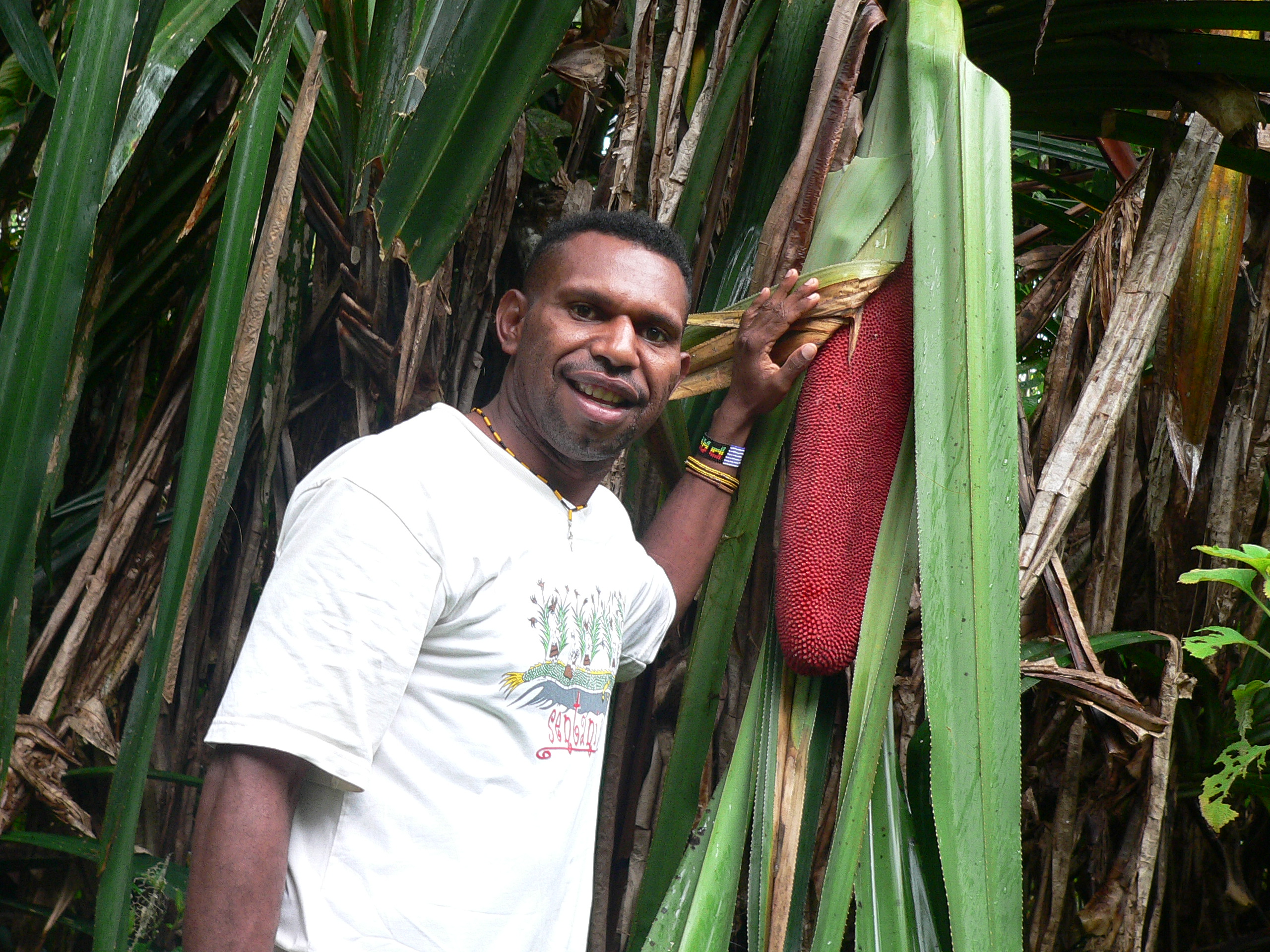 Detail Gambar Pohon Buah Merah Nomer 29