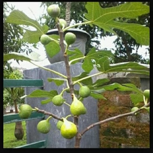 Detail Gambar Pohon Buah Tin Nomer 2