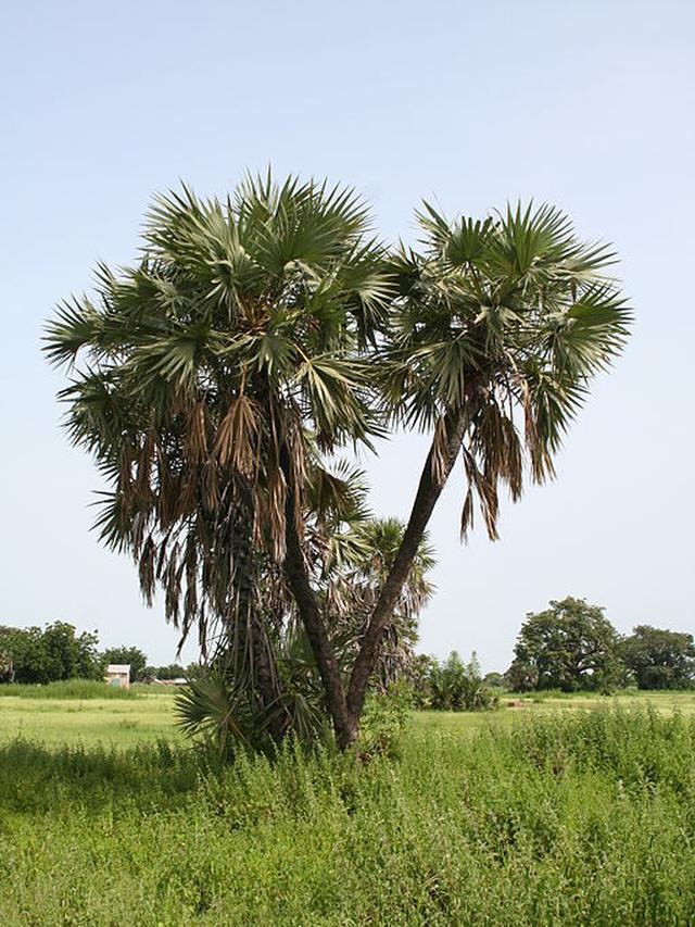 Gambar Pohon Buah Zuriat - KibrisPDR