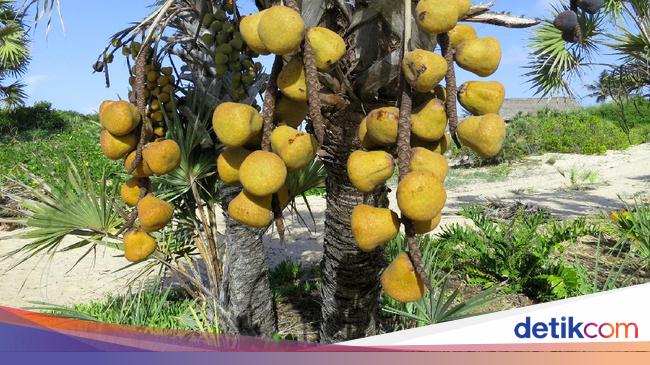 Download Gambar Pohon Buah Zuriat Nomer 15