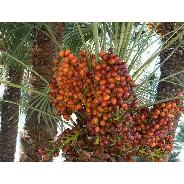 Download Gambar Pohon Buah Zuriat Nomer 29