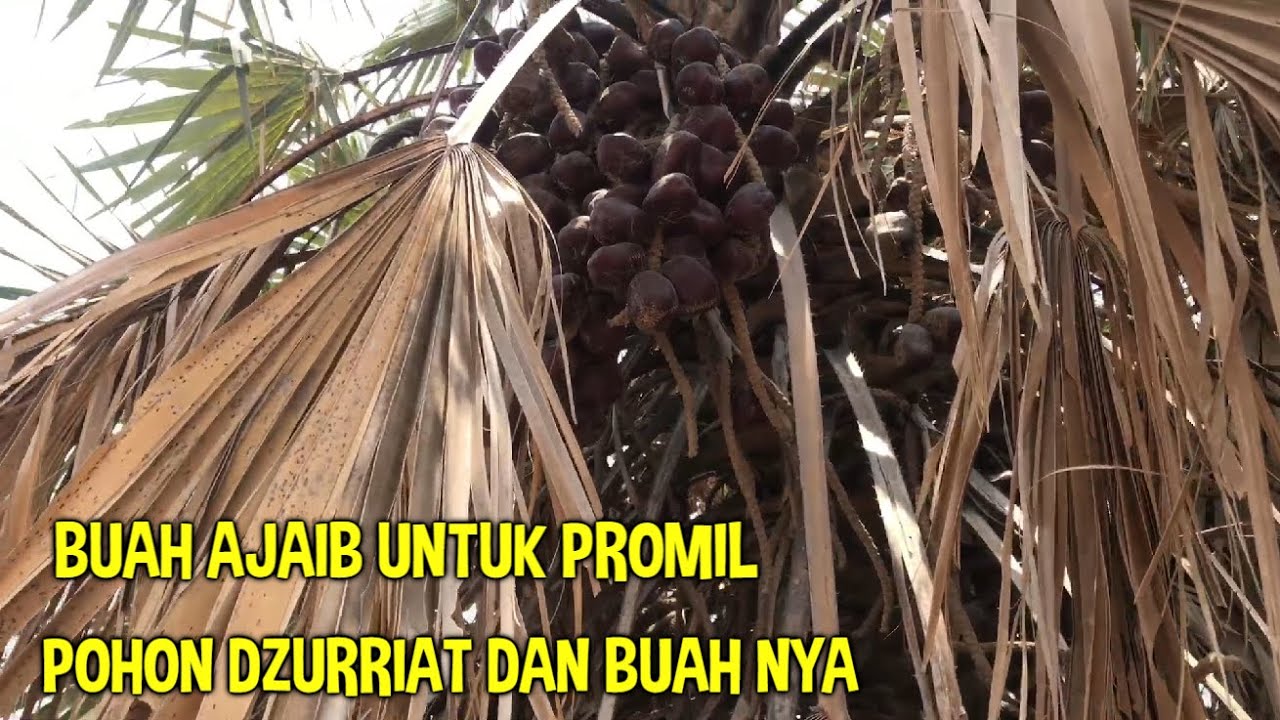 Download Gambar Pohon Buah Zuriat Nomer 40