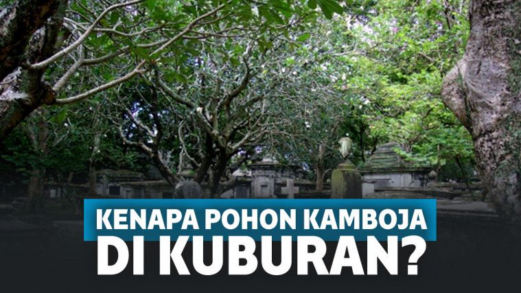 Detail Gambar Pohon Bunga Kamboja Nomer 26