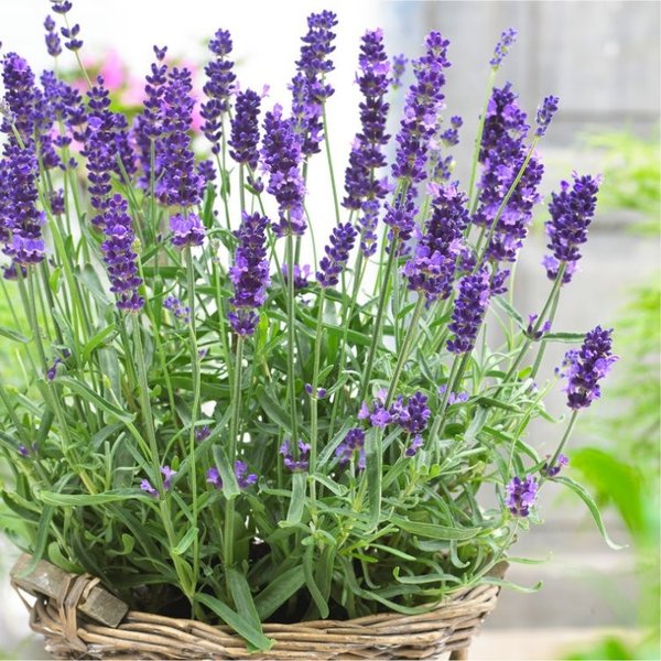 Detail Gambar Pohon Bunga Lavender Nomer 11