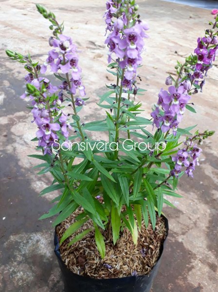 Detail Gambar Pohon Bunga Lavender Nomer 3